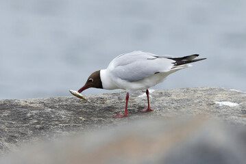 Black-headed gull (Chroicocephalus ridibundus) eating a small fish on a rock.