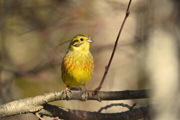 Fototapeta premium Yellowhammer (Emberiza citrinella) sitting on a branch. 