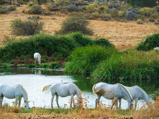 Caballos en libertad en el parque natural de Los Barruecos