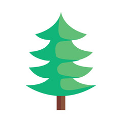 coniferus tree plant forest