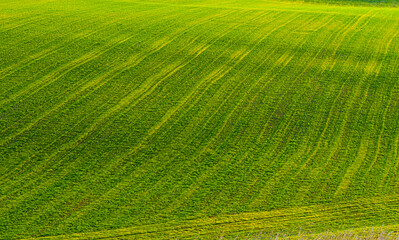 A stripy green field.j