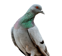 pigeon isolated