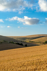 Sussex Downs late summer day.