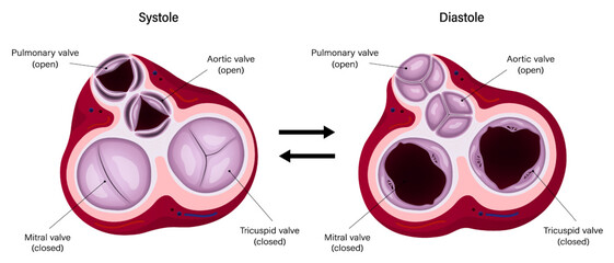 Diagram of ventricular systole and ventricular diastole. Heart valves anatomy.