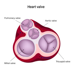 Anatomy of human heart valve. Diastole. Pulmonary valve, Aortic valve, Tricuspid valve and Mitral valve.