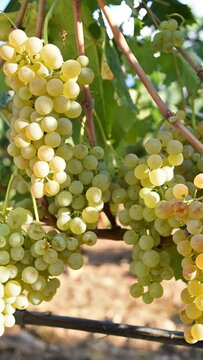 Vermentino grapes. Bunches of white grapes with ripe berries ready for harvest. Traditional agriculture. Sardinia. Footage.