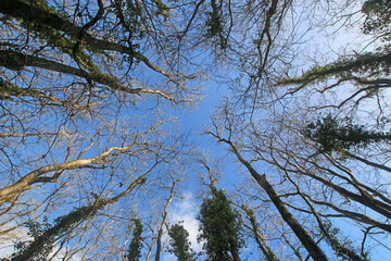	
Looking up at trees in winter	