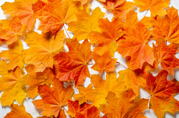 Yellow maple leaves lie on a white wooden table. Autumn background