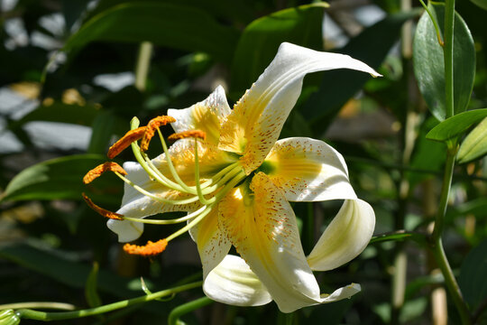 lys jaune et blanc Lady Alice (jardin du ruisseau de l'&eacute;glise 2022)
