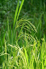 closeup the bunch ripe green paddy plant growing with grain in the farm soft focus natural green brown background.