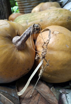 Cosecha de calabazas / zapallos.
