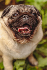 Obraz premium Pug dog with an open mouth and his tongue sticking out and sitting in the grass of the forest on a sunny day.