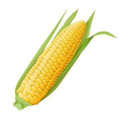 Drawing of one ear of yellow corn with green leaves. Realistic design element and food and agriculture theme.