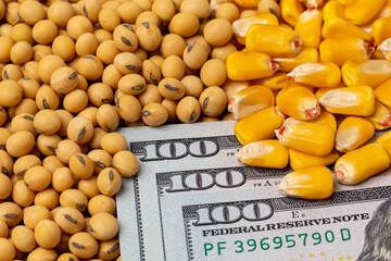 Soybeans and corn kernels with cash money. Corn and soybean price, commodity market trading, and farming income concept - obrazy, fototapety, plakaty