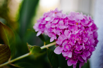 Fototapeta premium flowers