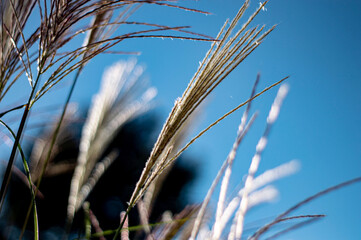 grass in the wind