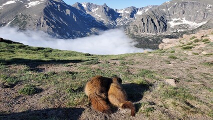 Marmots in a field in front of clouds and mountains, Rocky Mountain National Park, Colorado