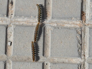 Processionary caterpillars look fluffy, but some of them can cause severe allergic reactions when touched