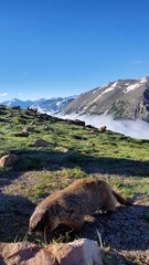 Marmot in a field in front of clouds and mountains, Rocky Mountain National Park, Colorado