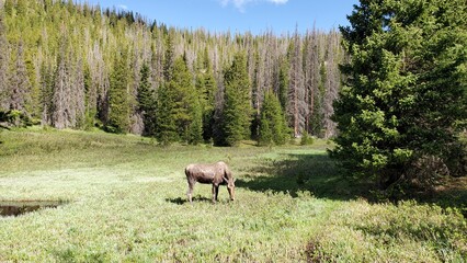 Moose grazing near Irene Lake, Rocky Mountain National Park, Colorado