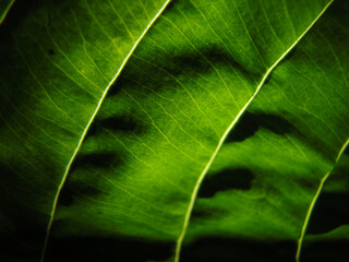 Fototapeta Zielony liść w promieniach słonecznych obraz