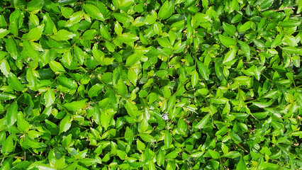 Fresh green bush background at day