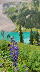 Obraz premium View of Lower Blue Lake surrounded by fields and mountains, Mount Sneffels Wilderness, Colorado, Colorado