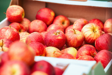 A lot of bright red ripe apples are poured in a cardboard box. Autumn harvest in the garden.