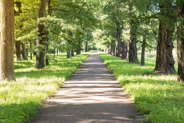 A trail in the park. A forest with trees and green leaves. Beautiful nature in summer.