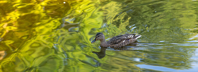 A duck or mallard swims in a pond in nature. Waterbird and wildlife.