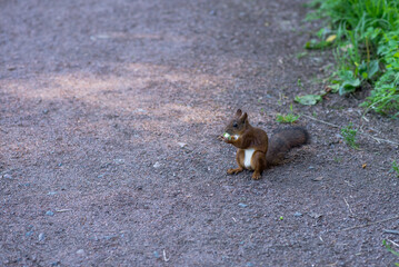 A fluffy squirrel holds a nut in its paws and eats.