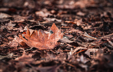 leaf on the ground in autumn 