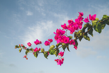 Pink flowers and green leafs in the sky