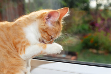 The ginger kitten washes while sitting on the windowsill. Feeding pets