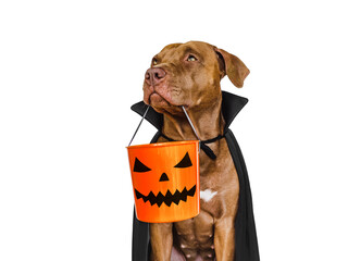 Charming, lovable brown dog and Count Dracula costume. Bright background. Close-up, indoors. Studio...