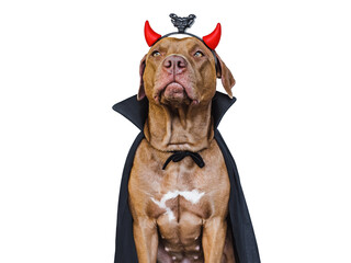 Charming, lovable brown dog and Count Dracula costume. Bright background. Close-up, indoors. Studio shot. Congratulations for family, relatives, loved ones, friends and colleagues. Pet care concept