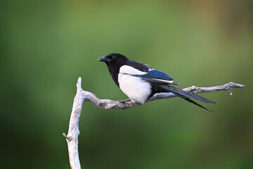 Colorful european magpie perched on an old dry branch on green background