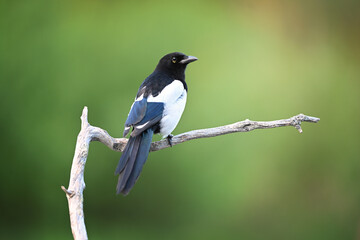 Colorful european magpie perched on an old dry branch on green background - obrazy, fototapety, plakaty