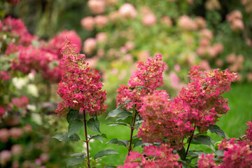 Obraz premium Vanille Fraise bouquet hydrangea (Hydrangea paniculata)