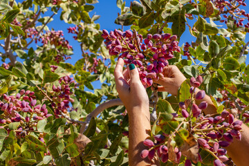Fresh and raw pistacios. Hands of farm workers - obrazy, fototapety, plakaty