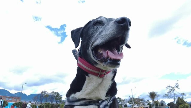 Black and white old dog panting with green grass field park in bkacground and cludy sky. Slow motion footage