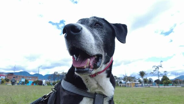 Black and white old dog panting with green grass field park in bkacground and cludy sky. Slow motion footage