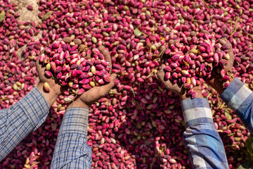 Fresh and raw pistacios. Hands of farm workers