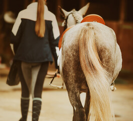 Rear view of a gray horse with a long tail, led by a horse breeder. Equestrian life. Photo of a...