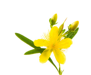 Isolated blossom of a hypericum flower - 532252685