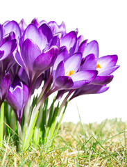 A group of isolated purple crocus flowers in the grass