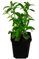 Isolated potted candyleaf (Stevia rebaudiana) herb plant