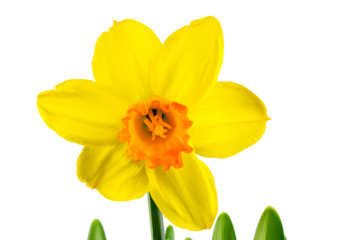 Macro of a isolated yellow daffodil flower blossom