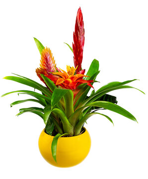 Closeup of an isolated potted bromelia flower