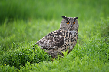 Eurasian eagle-owl sitting in the grass